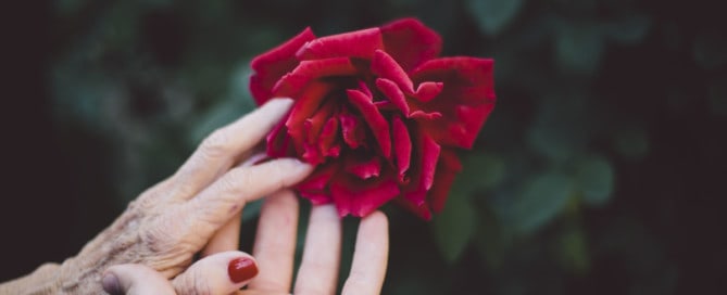 Close up of hands holding rose