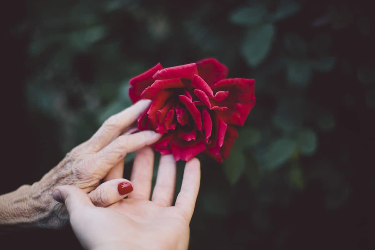 Close up of hands holding rose